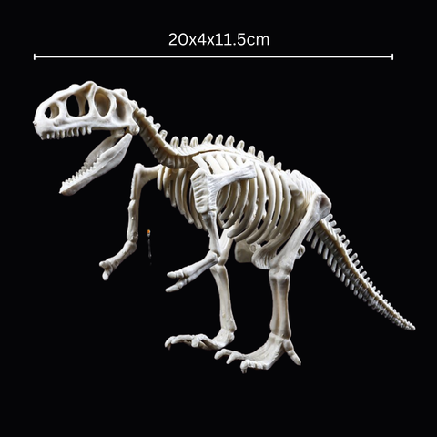 Kletshuts™ SkeletonDinosaur: Educatief Skelet Dinosaurus Fossiel Graaf Pakket