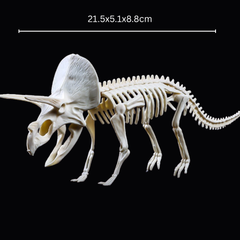 Kletshuts™ SkeletonDinosaur: Educatief Skelet Dinosaurus Fossiel Graaf Pakket